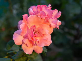 Similar image 21198599