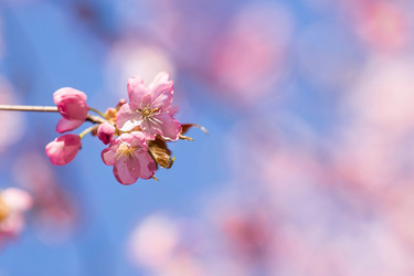 Similar image 21199748