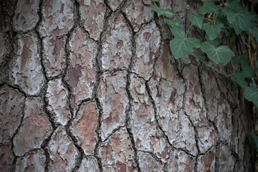 Similar image 21200667