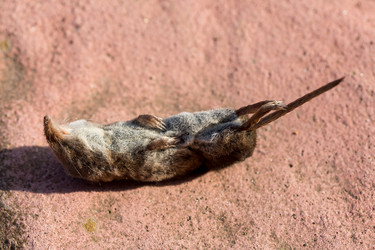 Similar image 21200698