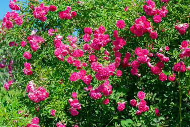 Similar image 21200690