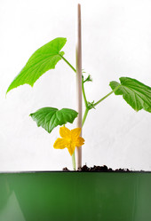 Similar image 21202642