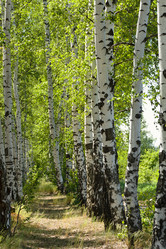 Similar image 21213958