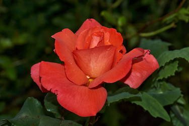 Similar image 21224624