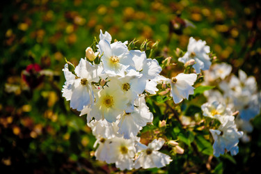 Similar image 21212287