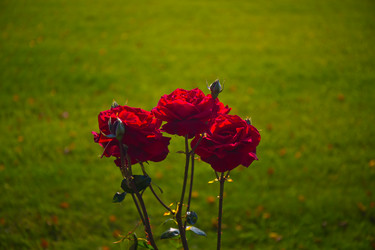 Similar image 21212290