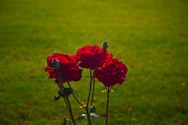 Similar image 21212291