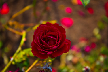 Similar image 21212294