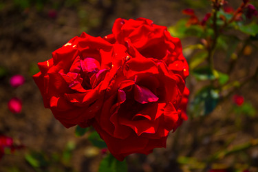 Similar image 21212295