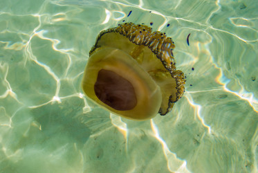 Similar image 21235704