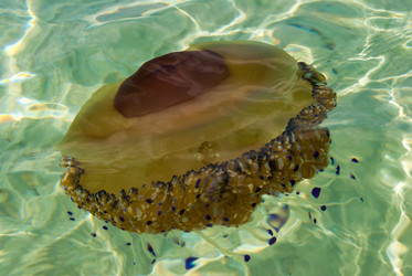 Similar image 21242974