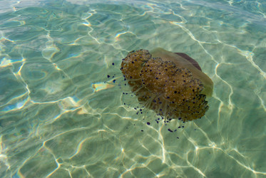 Similar image 21235755