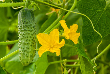 Similar image 21242991