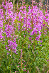 Similar image 21235841