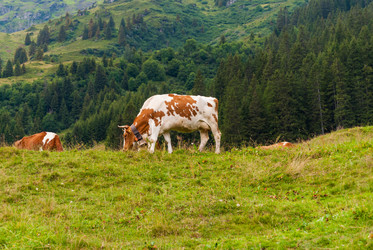 Similar image 21243121