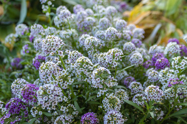 Similar image 21220507