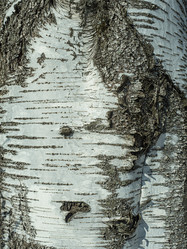 Similar image 21235934