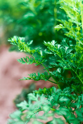 Similar image 21250994