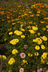 Similar image 21217425