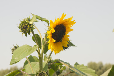 Similar image 21217429