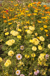 Similar image 21217431