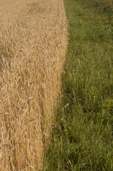 Similar image 21217450