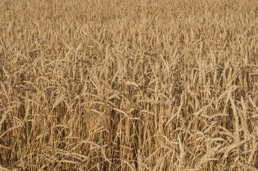 Similar image 21217452