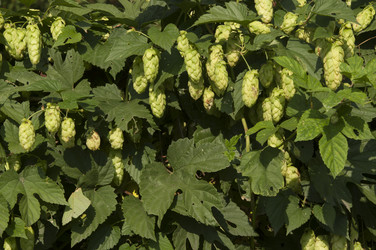 Similar image 21217460