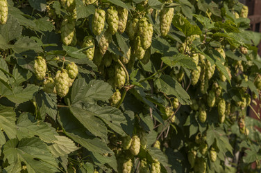 Similar image 21217462