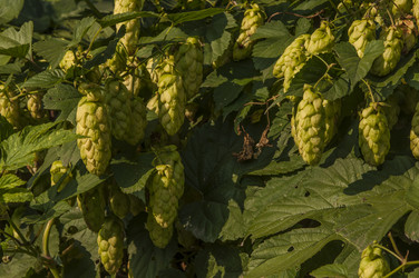 Similar image 21217463