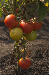 Similar image 21213294