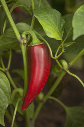 Similar image 21217496