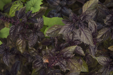 Similar image 21217501