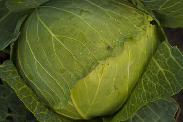 Similar image 21217504