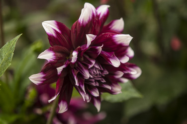 Similar image 21219545