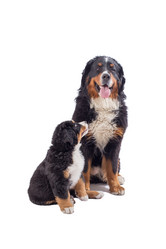 Similar image 21245915