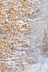 Similar image 21211937