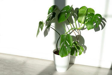 Similar image 21249038