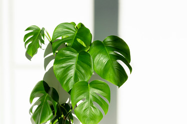 Similar image 21249046