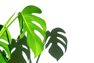 Similar image 21249047