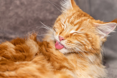 Similar image 21217110