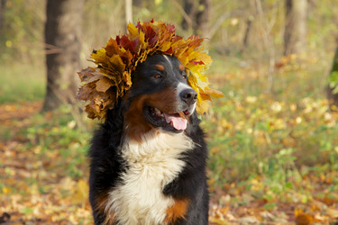 Similar image 21229590