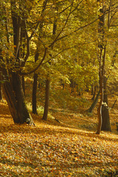 Similar image 21243666