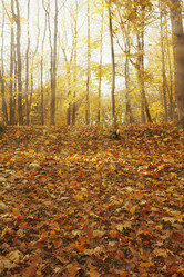 Similar image 21244006