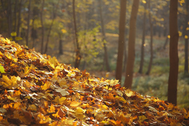 Similar image 21244009