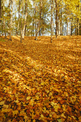 Similar image 21244010