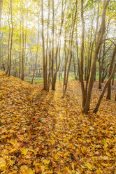 Similar image 21244011