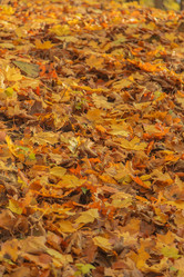 Similar image 21244013