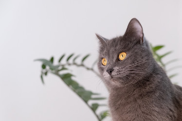 Similar image 21249091