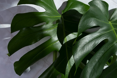 Similar image 21232653